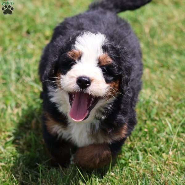 Lewis, Bernedoodle Puppy